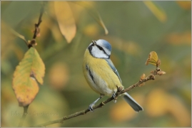 <p>SÝKORA MODŘINKA (Cyanistes caeruleus) /Eurasian blue tit - Blaumeise/</p>
